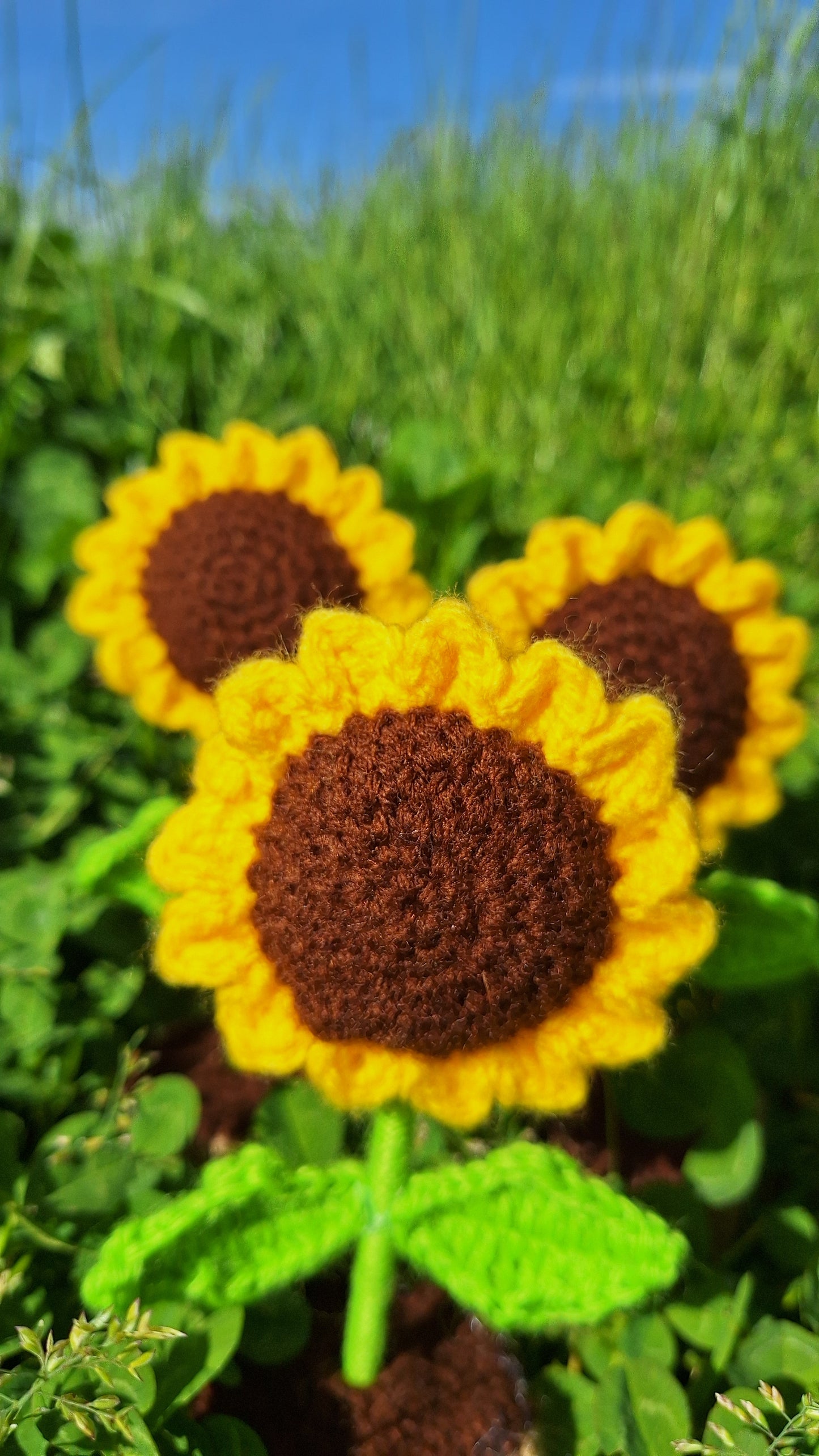 Leafy succulent + Daisy + Sunflower