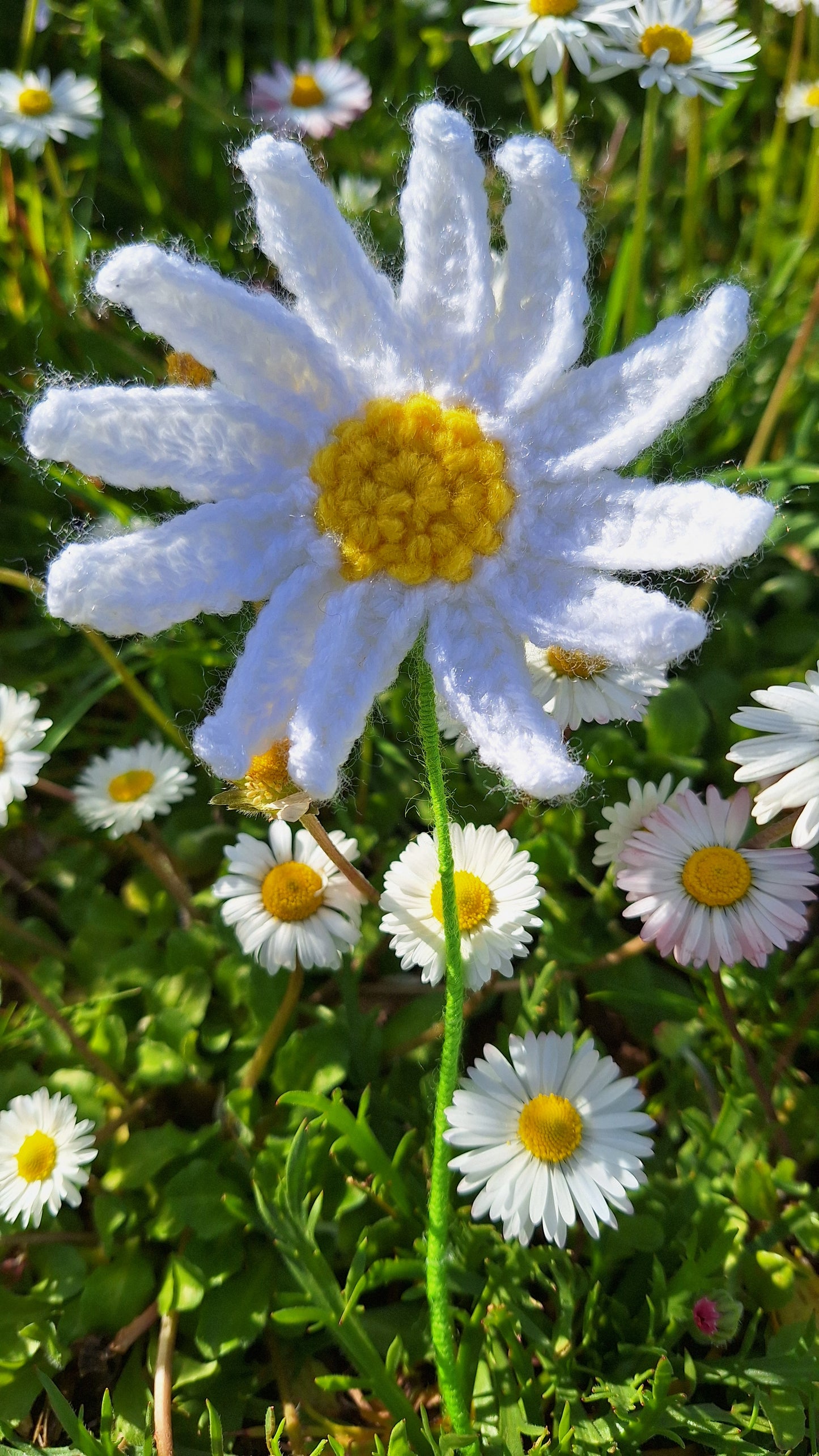 Leafy succulent + Daisy + Sunflower