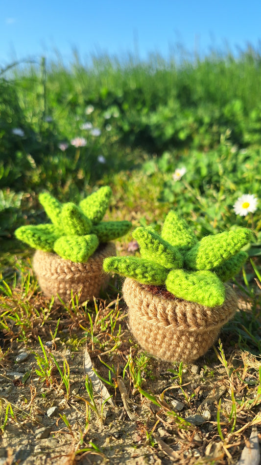 Leafy succulent + Daisy + Sunflower